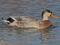 Indian Spot-billed Duck x Mallard hybrid